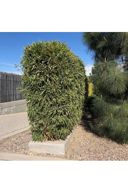 Бамбук Бисетти живая изгородь